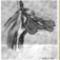 lastscan002