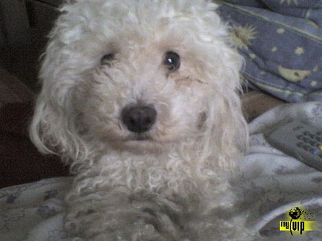 pimpo