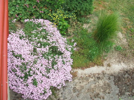 SZAPPANFŰ