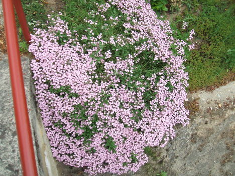 SZAPPANFŰ