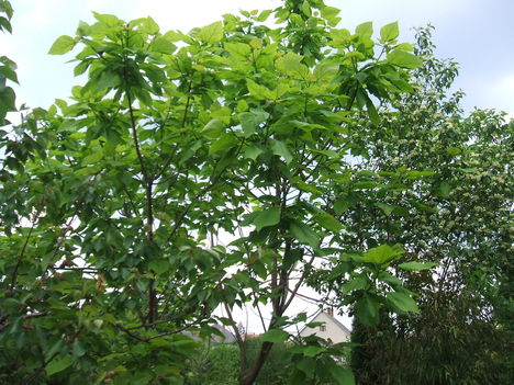 szivarfa