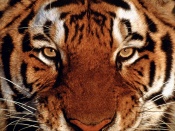 tigris_hatterkepek_11-t1