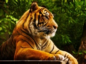 tigris_hatterkepek_12-t1