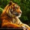 tigris_hatterkepek_12-t1
