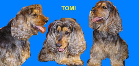 TOMI