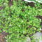 TÖRPE PILEA