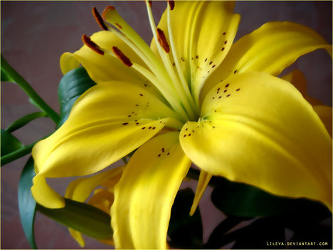 Yellow_lily_wallpaper_1_by_Lileya