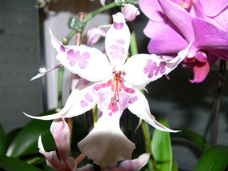 P1000043