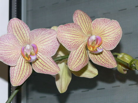 P1000044