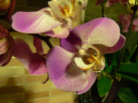 P1000052