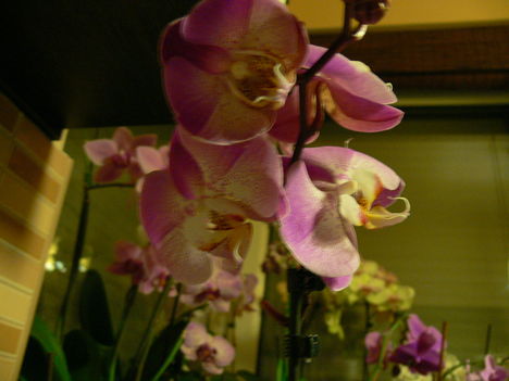 P1000053