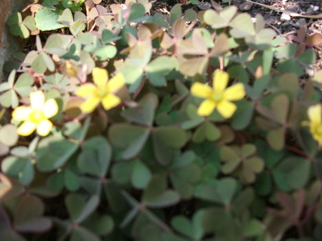 oxalis-mezei