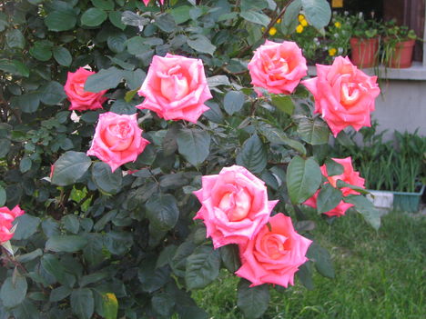 virág 009 Rózsacsokor