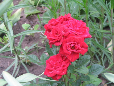 virág 021 Mini rózsa esőcseppekkel