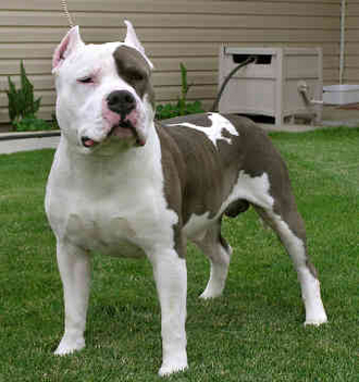 american-staffordshire-terrier-0191