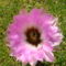 Echinocereus virága
