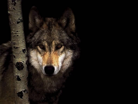 farkas az éjszakában