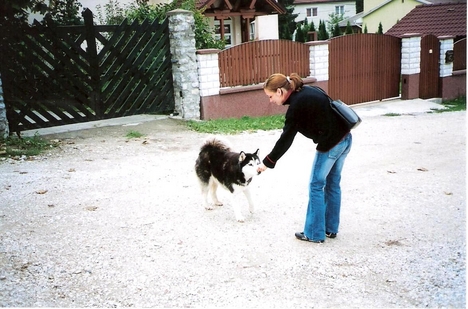 kutya
