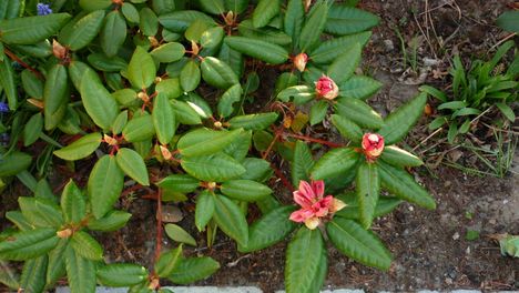 rhododendron (barack)