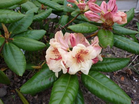 rhododendron (barack)