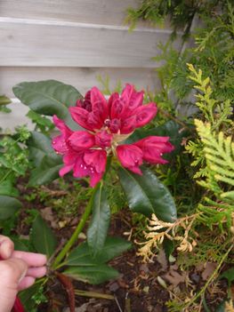 rhododendron (lila)