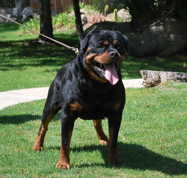 rottweiler