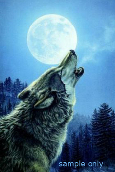 wolf-night-music