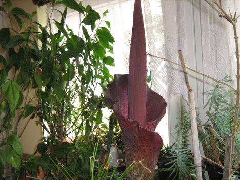 csodagumó 018