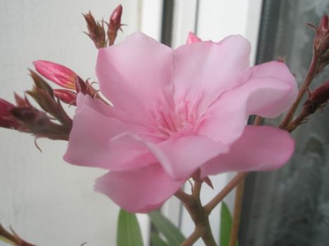 P4260054