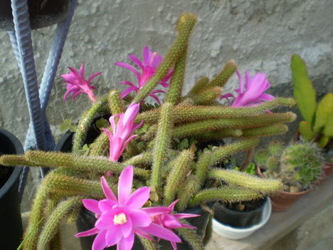 P5120568 16