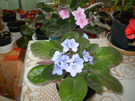P5120568 17