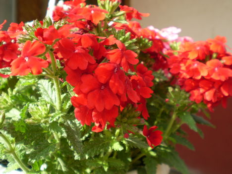 P5120568 30