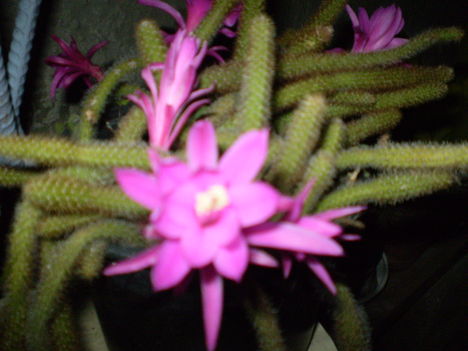 P5120568 4