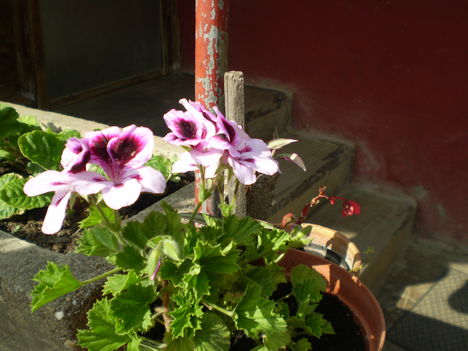 P5120568 5