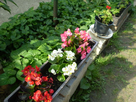 P5120568 7