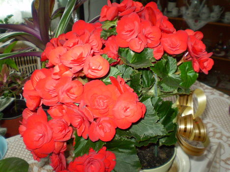 P5120568 8