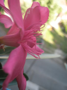P5290274