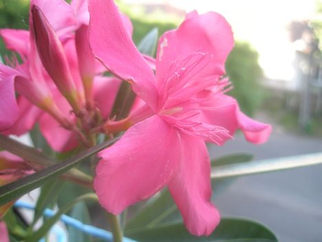 P5290281