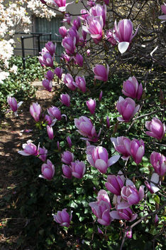 Tulipánfa