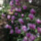 Tulipánfa