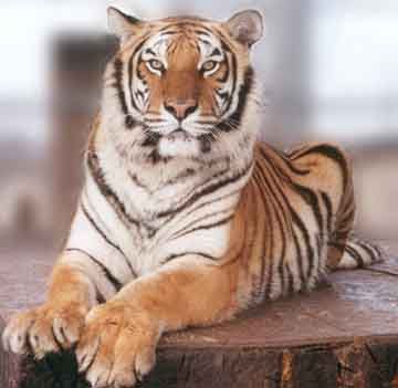 Chelsea_tiger