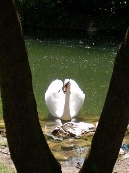 Győztes Természet