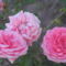 nyár2 041 Rózsazínű rózsám