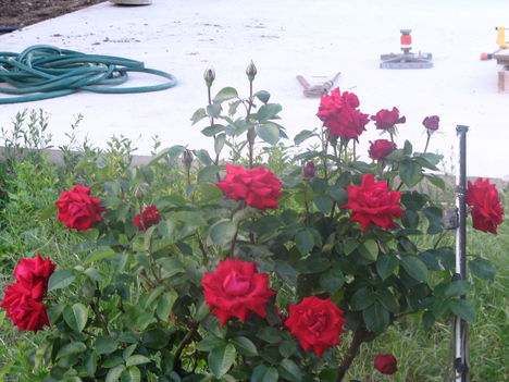 nyár2 053 Piros rózsám
