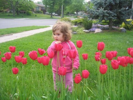 Olivia  a tulipanok kozott