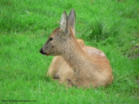 roedeer-capreoluscapreolus_thumb