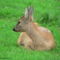 roedeer-capreoluscapreolus_thumb