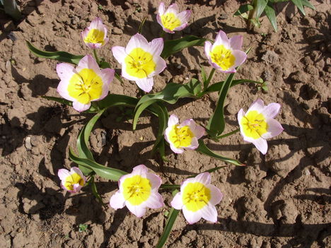 Botanikai Tulipán