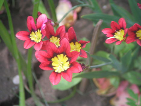 virág 001 Cigányvirág