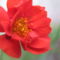 virág 003 Piros gyömbér